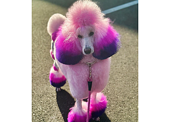 Cape Coral Pet Grooming Touch of Class Pet Grooming