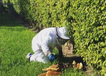 3 Best Pest Control Companies in Hialeah, FL - Expert ...