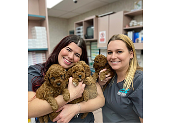 Town and Country Animal Hospital - Miami, FL Veterinary Clinics - Medical Procedure Image