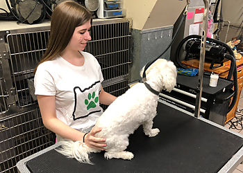 Portland Pet Grooming Townhouse Pet Care