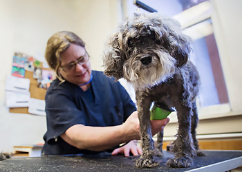 Portland Pet Grooming Townhouse Pet Care