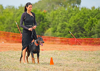 Boulder Dog Training Traction Dog Training Club