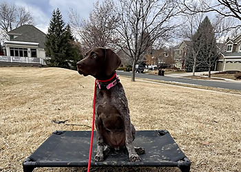 Boulder Dog Training Traction Dog Training Club