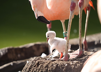 Salt Lake City Places To See Tracy Aviary at Liberty Park