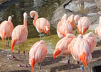 Salt Lake City Places To See Tracy Aviary at Liberty Park