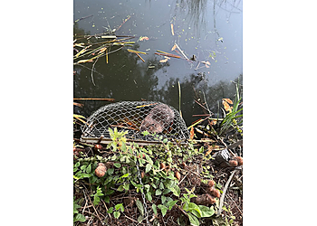 Carrollton Animal Removal Trapping USA Animal Removal & Pest Control