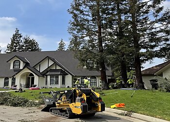 Fresno Tree Services Travis' Tree Services