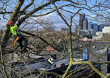 Seattle Tree Services Tree133 Professional Arborists