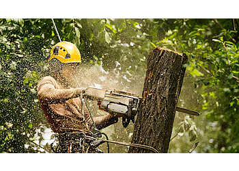 Tree Amigos Orlando - Orlando, FL Tree Services