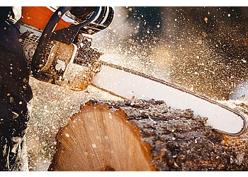 Tree Amigos Orlando - Orlando, FL Tree Services