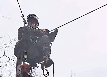 Columbus Tree Services Tree Brothers Tree Service