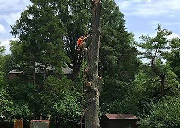 Tree Brothers Tree Service Columbus Tree Services image 1