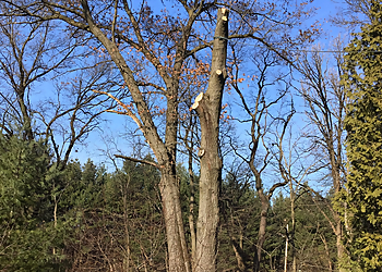 Rockford Tree Services Tree Care Enterprises Inc.