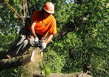 Tree Care Enterprises Inc. Rockford Tree Services image 1