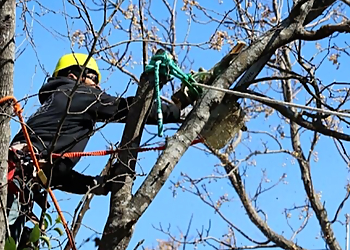 Killeen Tree Services Tree Care Experts