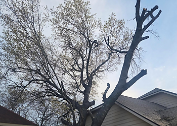Killeen Tree Services Tree Care Experts