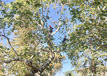 Inglewood Tree Services TreeCareLA