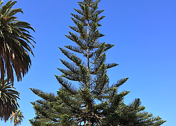 Inglewood Tree Services TreeCareLA