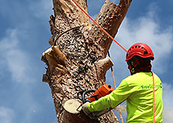 Gilbert Tree Services Tree Doctors, Inc.