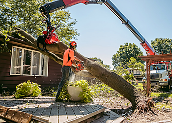 Grand Rapids Tree Services Tree Fish