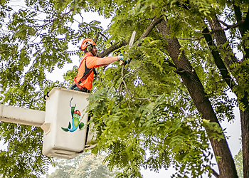 Grand Rapids Tree Services Tree Fish