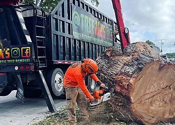 Fort Lauderdale Tree Services Tree Jaws