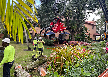 Fort Lauderdale Tree Services Tree Jaws