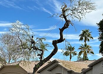 Chandler Tree Services Tree Logic LLC