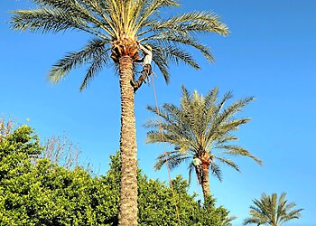 Chandler Tree Services Tree Logic LLC