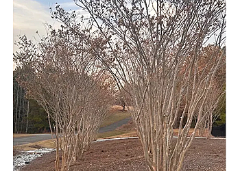 Columbus Tree Services Tree MD Local tree care