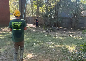 Columbus Tree Services Tree MD Local tree care