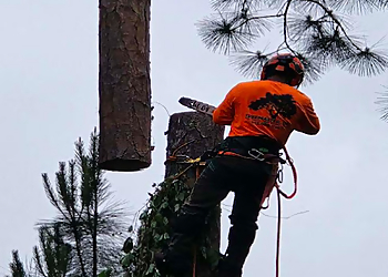 Savannah Tree Services Tree Master of Savannah Inc.