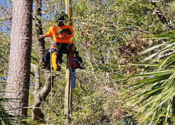 Savannah Tree Services Tree Master of Savannah Inc.