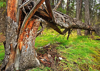 Honolulu Tree Services Tree Masters