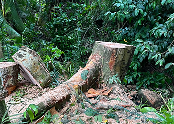 Honolulu Tree Services Tree Masters