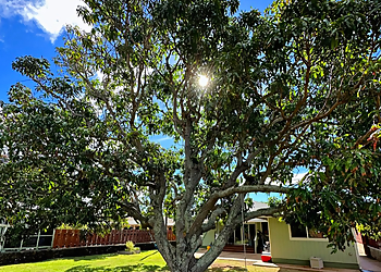 Tree Masters Honolulu Tree Services image 1