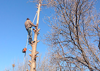 Carrollton Tree Services Tree Masters Tree Service