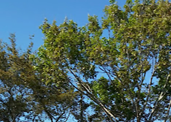 Orlando Tree Services Tree Monkeys, Inc.