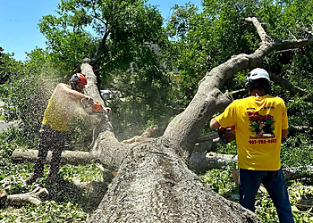 Orlando Tree Services Tree Monkeys, Inc.