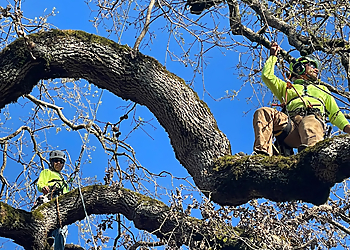 Santa Rosa Tree Services TreePro Professional Tree Care