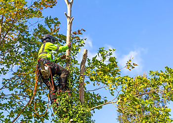 Lancaster Tree Services Tree Rite Arborists