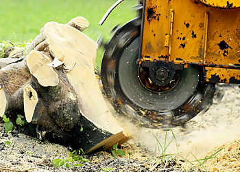 Lancaster Tree Services Tree Rite Arborists