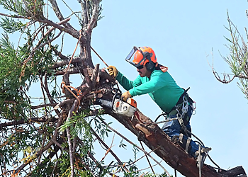 Tree Rite Arborists Lancaster Tree Services image 1