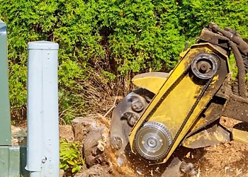 Fremont Tree Services Tree Service Fremont