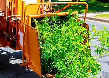 Fremont Tree Services Tree Service Fremont