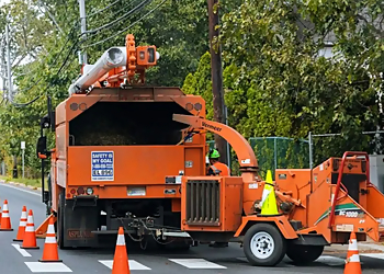 Tree Service Fremont Fremont Tree Services image 1