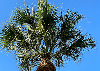 West Palm Beach Tree Services Tree Service Inc.
