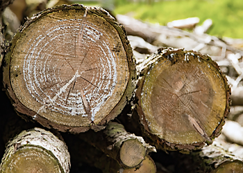 Surprise Tree Services Tree Service Surprise