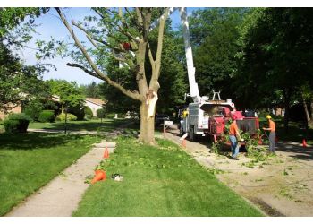 Tree Service Syracuse