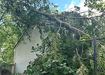 Ann Arbor Tree Services Tree Smith Ann Arbor LLC